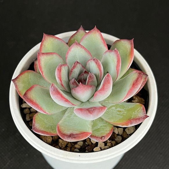 アイラインチョコ 多肉植物 多肉植物 kanomarihome 通販 16055570