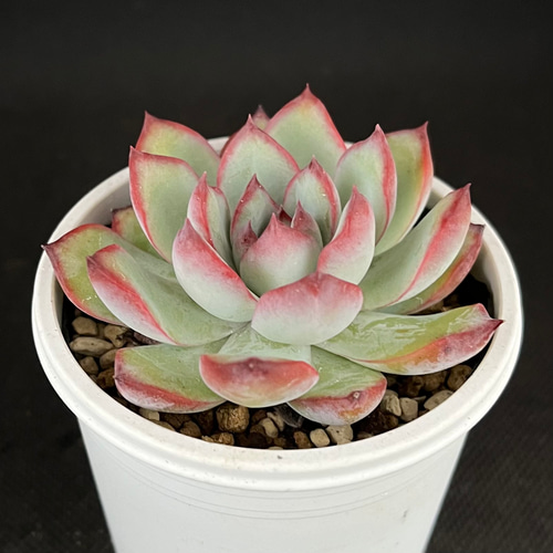 アイラインチョコ 多肉植物 多肉植物 kanomarihome 通販