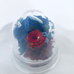 プリザーブドフラワー赤と青薔薇のミニドーム 1枚目の画像