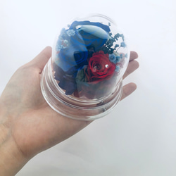 プリザーブドフラワー赤と青薔薇のミニドーム 2枚目の画像