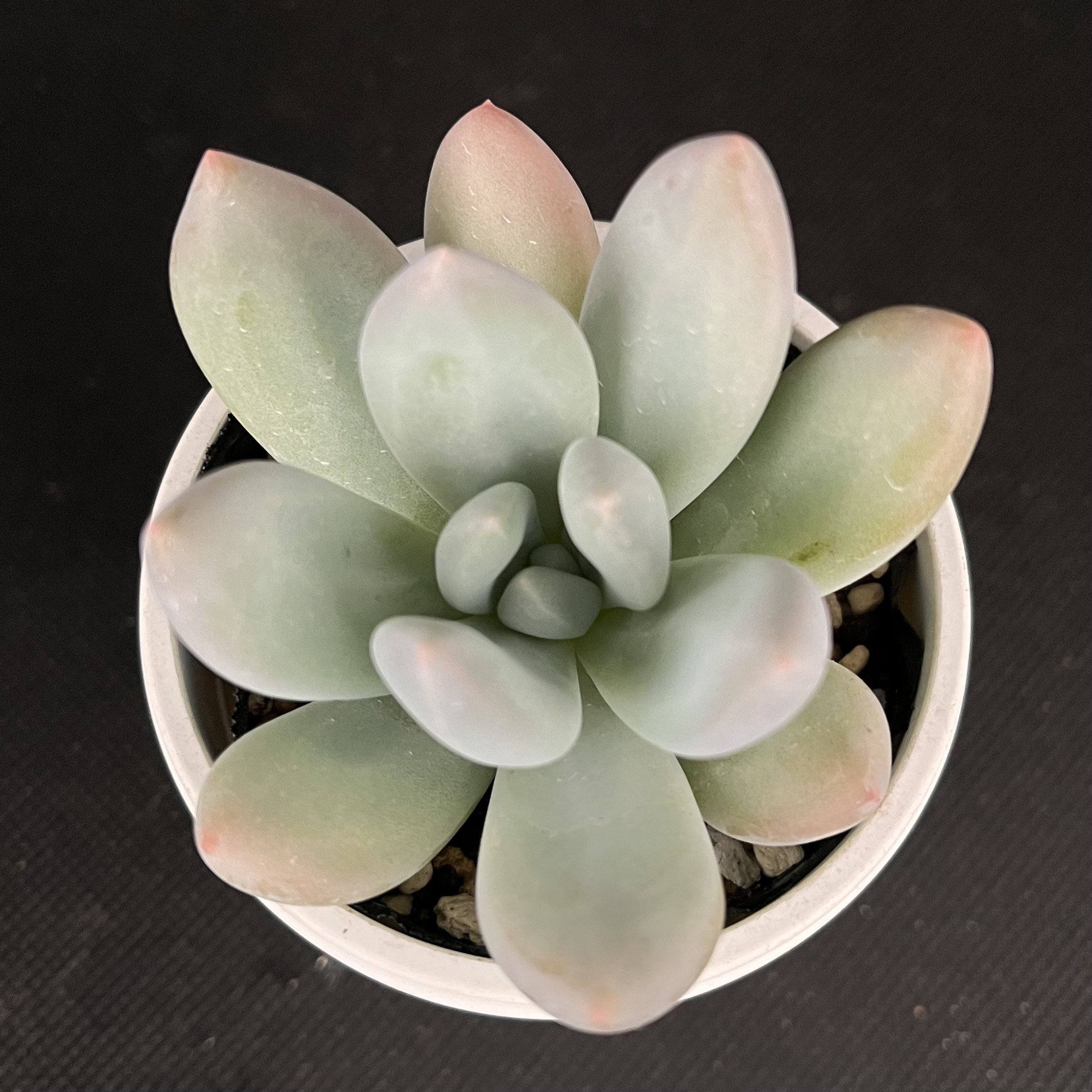 Bull Succulent | 僕の元にとうとう中里リンゼアナさんが届き