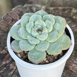 雪つぼみ ミックスベリア おらいさん苗 多肉植物 多肉植物