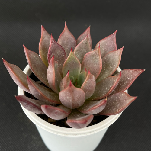 剣山×ゴールドマニー 多肉植物 多肉植物 kanomarihome 通販 16055718