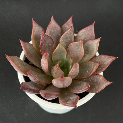 優木園 剣山 札付き 速達付き 新作命名株 【公式通販】 剣山 札付き