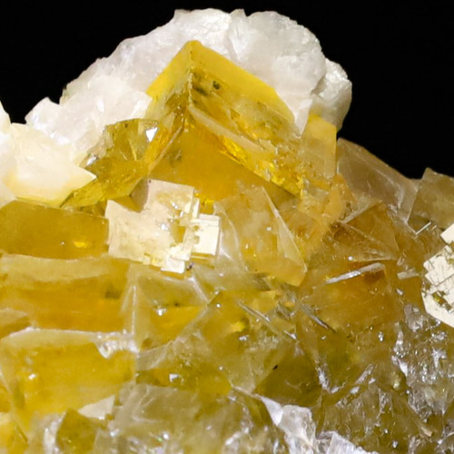 Amazon.co.jp: マイカインフローライト マイカインゴールデンフロー