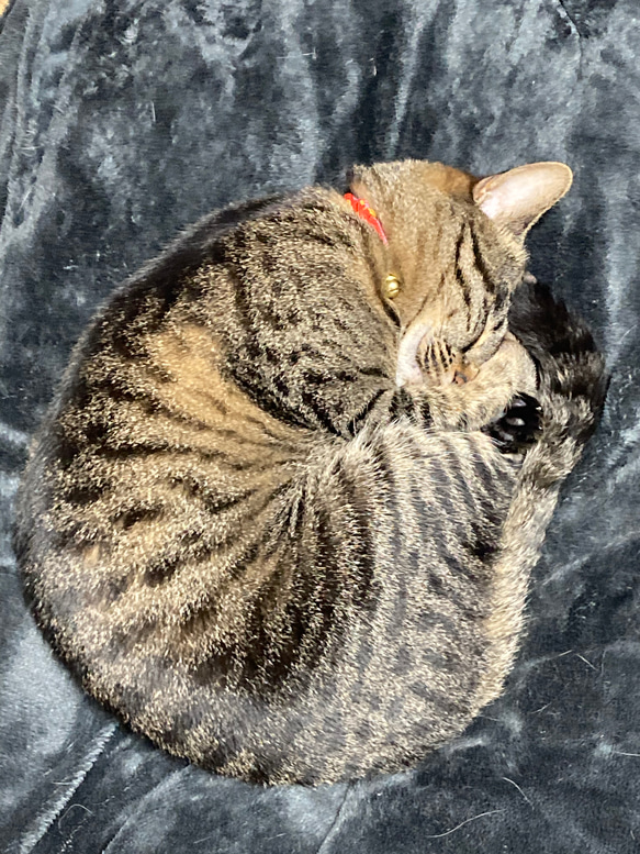 和風　猫の首輪　子猫から小柄な成猫用　ちりめん細紐　福つばき・水色 4枚目の画像