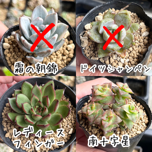 多肉植物　組み合わせ自由 多肉植物組み合わせ自由