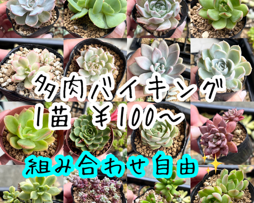 多肉バイキング 組み合わせ自由✨ 抜き苗 韓国苗あり② 多肉植物 