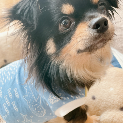 犬服☆ジンベイザメと海の仲間たちのふんわりリバーシブルニット