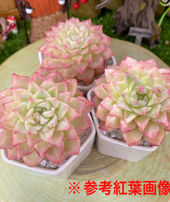 激カワ！高級苗 マイハート 多肉植物 寄せ植え 多肉弁当 多肉植物