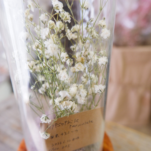 ありがとうございます💓 かすみ草いっぱいですね～🌱🌱 みんな