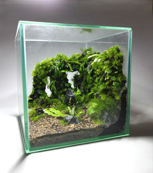 苔テラリウム　No.４９１ 山岳の風景_ドロップL《苔テラリウム・コケリウム》 – 苔むすび