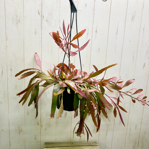 選べる個体 大量種付き 大株 プセウドリプサリス ラムローサ 吊り鉢