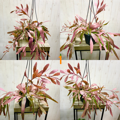 ラムローサ　リプサリス　吊り鉢　サボテン　リプサリスラムローサ　観葉植物 Amazon.co.jp: おしゃれ 観葉植物：リプサリス ラムローサ*7号
