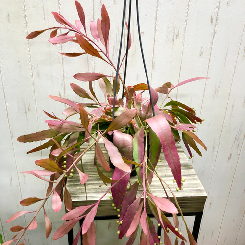 選べる個体 大量種付き 大株 プセウドリプサリス ラムローサ 吊り鉢