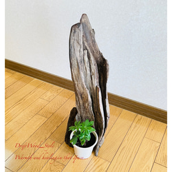 流木インテリア 芸術的な造形の流木スタンド 植物や小物を置いて飾れる置物 天然流木 木材 N2 3枚目の画像