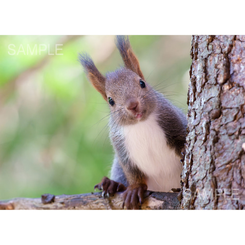 A4可能】春のかわいいエゾリス・北海道動物写真 写真
