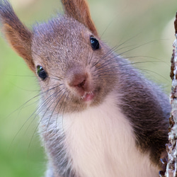 【A4可能】春のかわいいエゾリス・アートポスター北海道動物写真 2枚目の画像