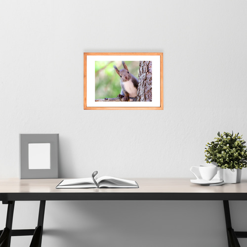 北海道の可愛い動物 A4写真プリント ガラス入り額装 ～エゾリス～ A4可能】激カワ・あざとカワイイ雪のエゾリス。北海道動物写真