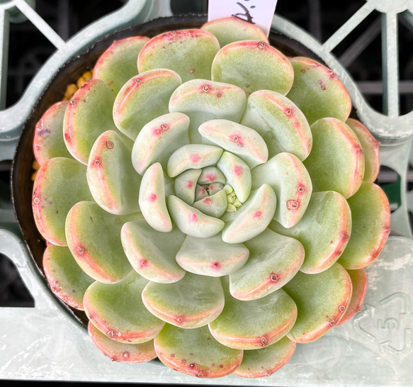 SALE】ムーンサークル 韓国苗 多肉植物 多肉植物 プクニク 通販