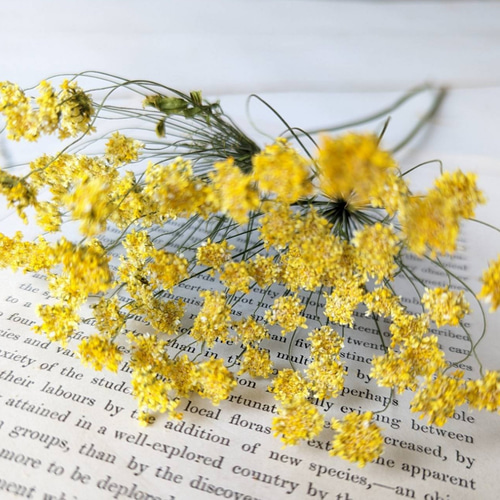 ホワイトレースフラワー レモンイエロー（染め） 2本 ドライフラワー