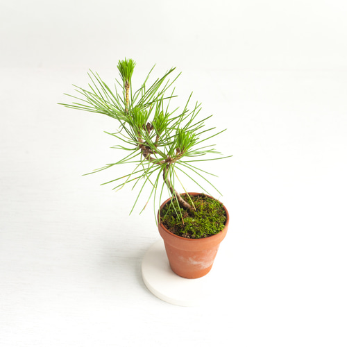 ミニ盆栽 黒松 (クロマツ) 実生 盆栽 ikona 通販 16060142