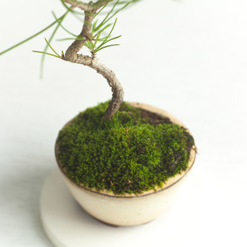 黒松(クロマツ)盆栽 SS005 黒松小 素材 10本セットの盆栽を販売｜盆栽