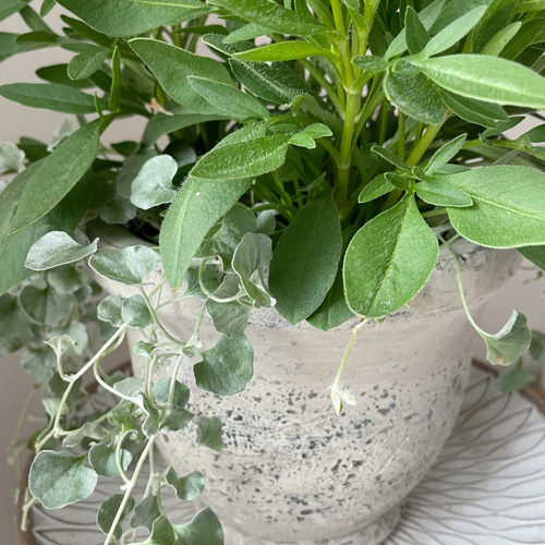 コレオプシス 黄色 10株 まとめ購入希望の方どうぞ♪ コレオプシス