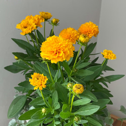 d368a6b0afa4d391b1211acda90108