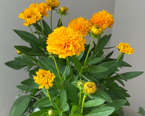 d368a6b0afa4d391b1211acda90108