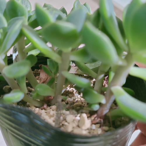デントラチェム【多肉植物】 多肉植物 エケベリアSKETCH 通販 デントラチェム【多肉植物】 多肉植物 エケベリアSKETCH 通販