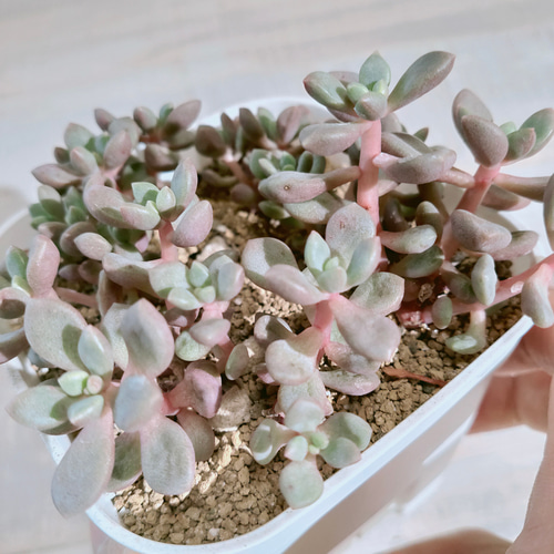 アバンギャルド【多肉植物】 多肉植物 エケベリアSKETCH 通販