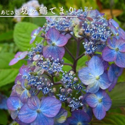 山あじさい【坊ガツル手毬】茶花  山野草   山紫陽花特有の野趣プラス華やかさも併せ持つ15cm位の苗 一点物 1枚目の画像