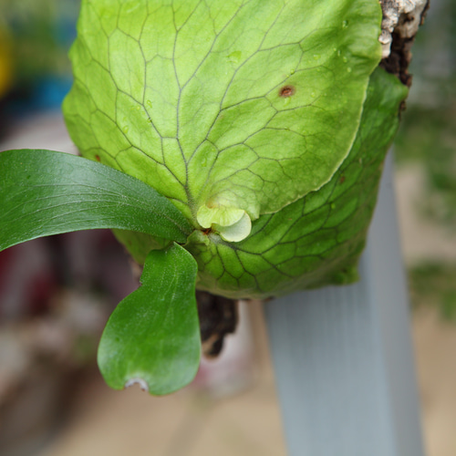 P.Horne's Surprise 】ビカクシダ ホーンズサプライズ 多肉植物 匠