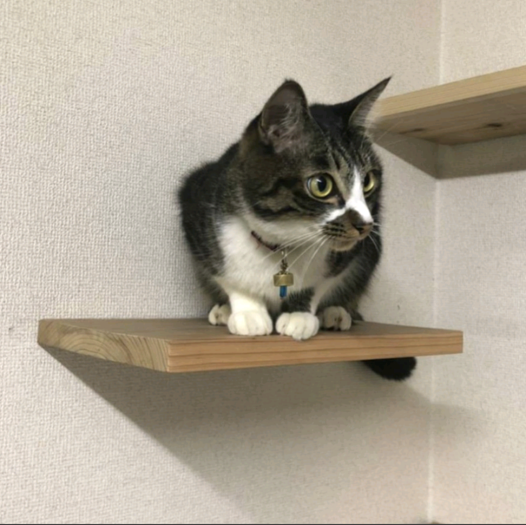 キャットウォーク　特大　板長１００センチ