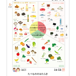 【お風呂対応】たべものの働き ポスター 栄養素  食事 エネルギ― A3サイズ ポスター 小学 受験 インテリア　角丸 2枚目の画像