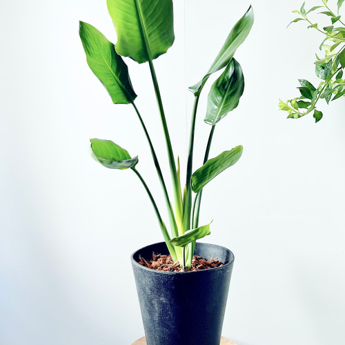 ストレリチア ストレチア ノンリーフ インテリアグリーン 観葉