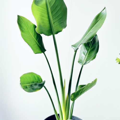 6/7撮影#534ストレチア レギネ ユンケア ノンリーフ 観葉植物 室内