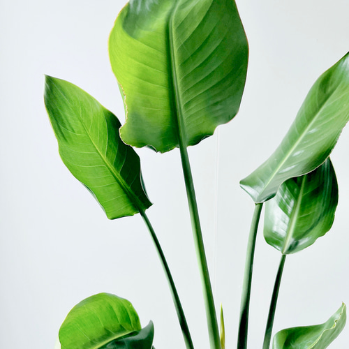 6/7撮影#534ストレチア レギネ ユンケア ノンリーフ 観葉植物 室内