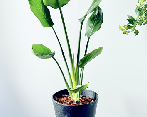 6/7撮影#534ストレチア レギネ ユンケア ノンリーフ 観葉植物 室内 大型