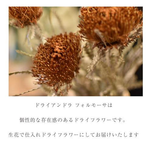 ドライアンドラフォルモーサ ドライフラワー ワイルドフラワー