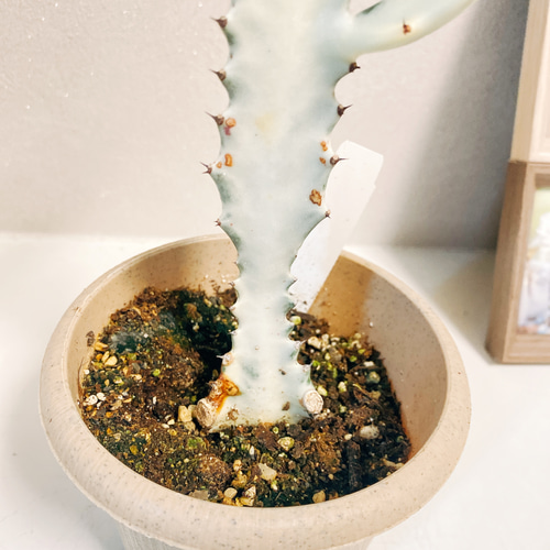 現品］【希少】※訳あり※ 2番 ユーフォルビア ホワイトゴースト 観葉  