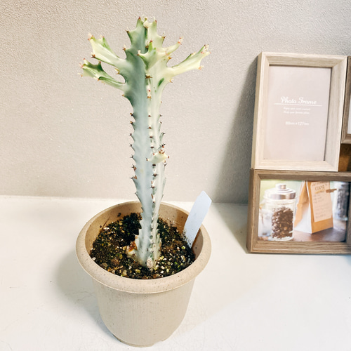 現品］【希少】※訳あり※ 2番 ユーフォルビア ホワイトゴースト 観葉  