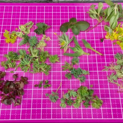ちまちま寄せ多肉植物セダムカット苗100本ちまよせ、寄せ植え、グランドカバーに＼(^o^)／セール 5枚目の画像