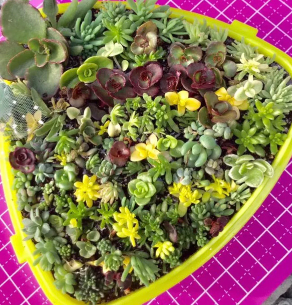 ちまちま寄せ多肉植物セダムカット苗100本ちまよせ、寄せ植え 