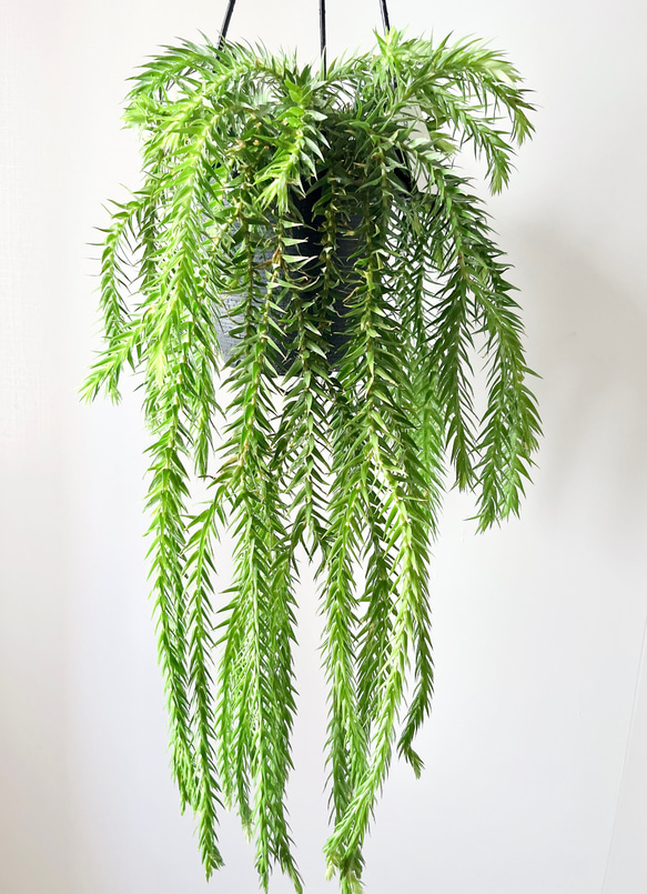 希少 フペルジア ゴエベリー 5号鉢 観葉植物 吊り下げ 【公式通販】