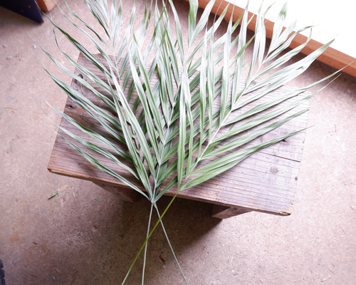 ドライフラワー❇️ロビンとアレカヤシ❣️ ドライフラワー❇️ロビンとアレカヤシ❣️