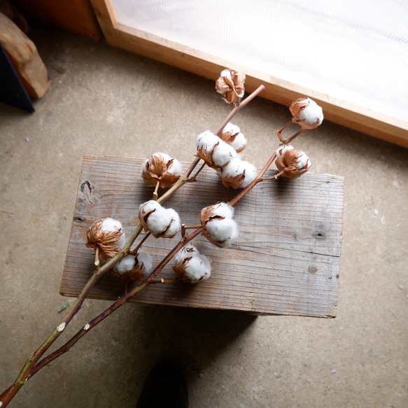 ドライフラワー　コットンツリー1本　 dried flower of cotton 9枚目の画像