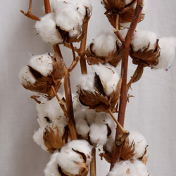 ドライフラワー　コットンツリー1本　 dried flower of cotton 5枚目の画像