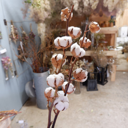 ドライフラワー　コットンツリー1本　 dried flower of cotton 8枚目の画像
